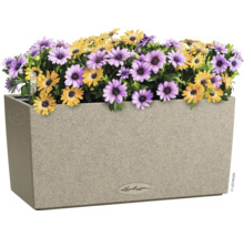 Blumenkasten mit gelben und lila Gänseblümchen