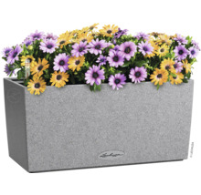 Rechteckiger Pflanzkasten mit gelben und lilafarbenen Gänseblümchen