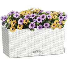 Blumenkasten mit lila und gelben Gänseblümchen