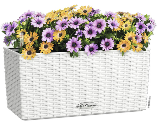 Blumenkasten mit lila und gelben Gänseblümchen