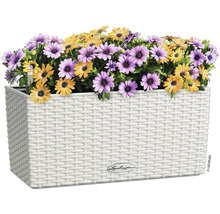 Blumenkasten mit lila und gelben Gänseblümchen