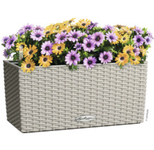 Blumenkasten mit gelben und lila Margeriten