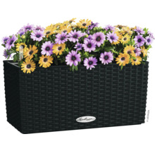 Blumenkasten mit gelben und violetten Bluten