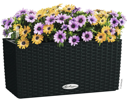 Blumenkasten mit gelben und violetten Bluten