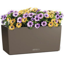 Blumenkasten mit lila und gelben Gänseblümchen