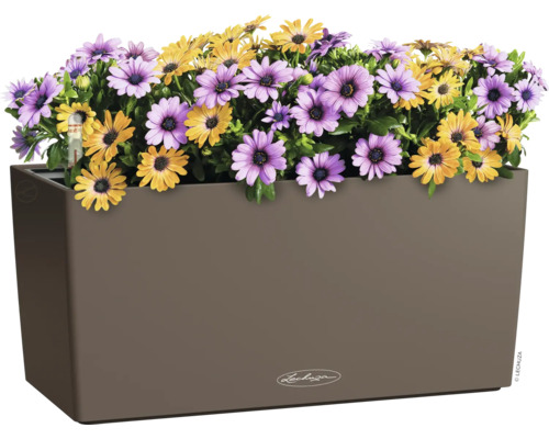 Blumenkasten mit lila und gelben Gänseblümchen