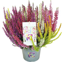 Bunte Besenheide im Topf mit Etikett