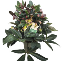 Christrose im Topf mit Blüten und grünen Blättern