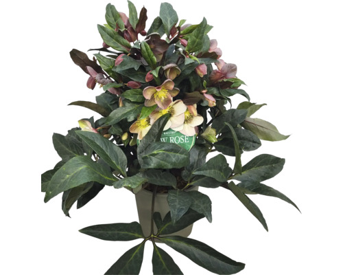 Christrose im Topf mit Blüten und grünen Blättern