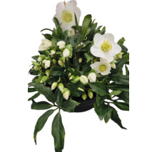 Helleborus Pflanze mit grünen Blättern und weißen Blüten