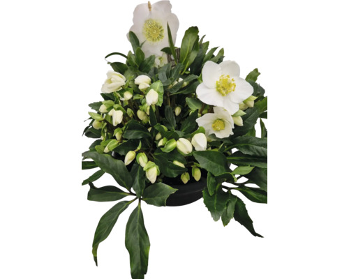 Helleborus Pflanze mit grünen Blättern und weißen Blüten