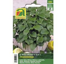 Zitronenmelisse-Pflanze im Topf, ca. 50 cm hoch