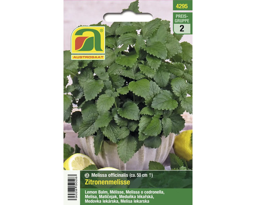 Zitronenmelisse-Pflanze im Topf, ca. 50 cm hoch