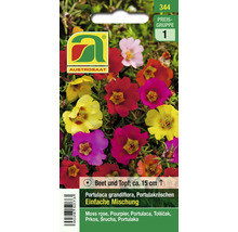 Samenpackung Portulaca grandiflora Einfache Mischung