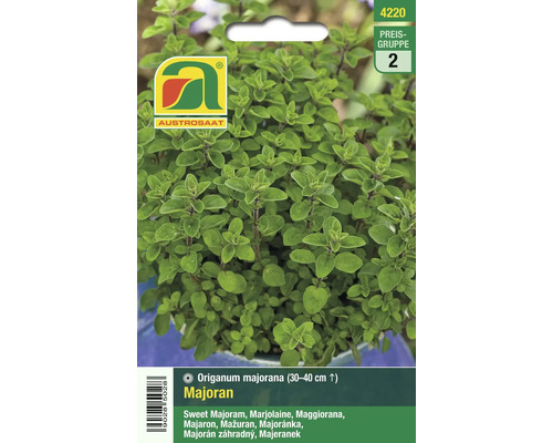 AUSTROSAAT Majoran Pflanze, Origanum majorana, circa 30 bis 40 Zentimeter hoch