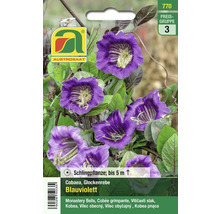 Samenpackung Glockenrebe blauviolett