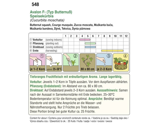 Aussaatanleitung für Butternusskürbis