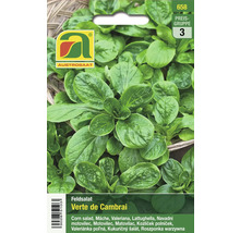 Feldsalat Verte de Cambrai Samenpackung