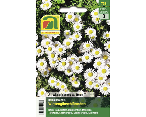 Packung Wiesen Gänseblümchen Samen