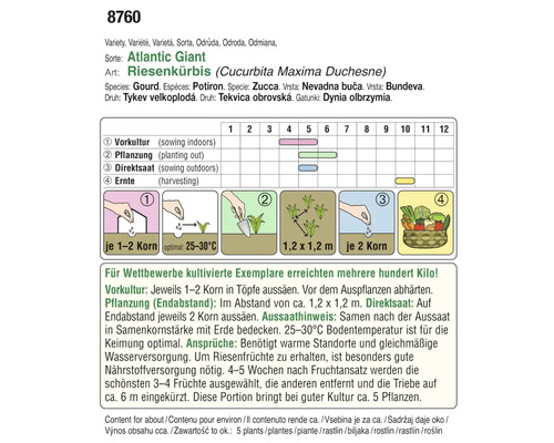 Aussaatanleitung für Riesenkürbis Atlantic Giant