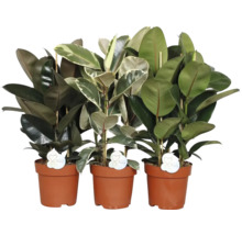 Drei Gummibäume in Töpfen