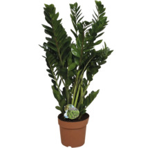 Zamioculcas Zimmerpflanze im Topf