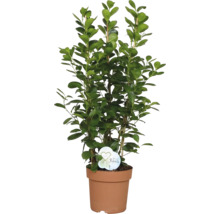 Ficus Zimmerpflanze im Topf