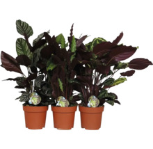 Drei Zimmerpflanzen der Gattung Calathea in Tontöpfen
