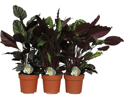 Drei Zimmerpflanzen der Gattung Calathea in Tontöpfen