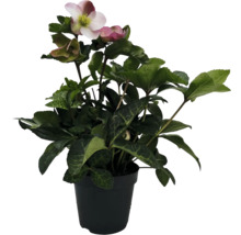 Christrose in einem Topf