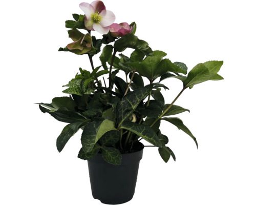 Schneerose, Lenzrose FloraSelf Helleborus orientalis 'Spring Princess' pink Ø 17 cm Topf, gefüllte Blüten Christrose in einem Topf