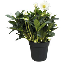 Christrose im Topf mit weißen Blüten und grünen Blättern