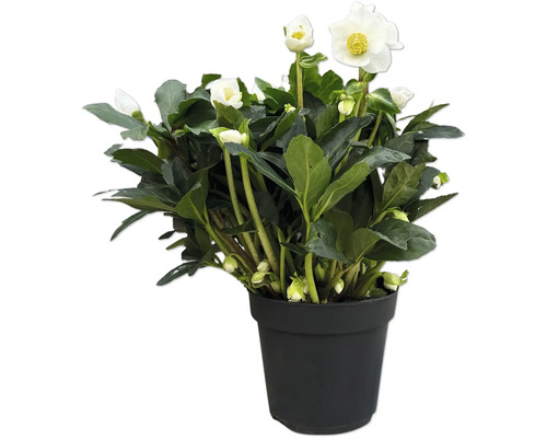 Christrose im Topf mit weißen Blüten und grünen Blättern