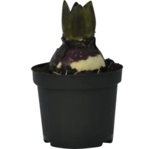 Blumenzwiebel in einem schwarzen Topf