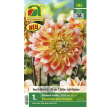 Schmuckdahlie Peaches and Cream Pflanze
