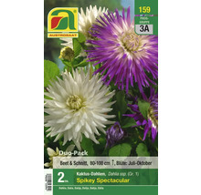 Austrosaat Duo-Pack Spikey Spectacular Kaktus-Dahlien Samen, geeignet für Beet und Schnitt
