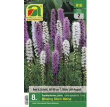 Verpackung Prachtscharten Liatris spicata Blazing Stars Blend, Beet- und Schnittblume, 60 bis 80 cm hoch