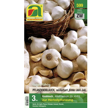 Packung Winter Knoblauch zur Herbstpflanzung
