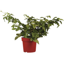 Brombeerpflanze im Pflanztopf