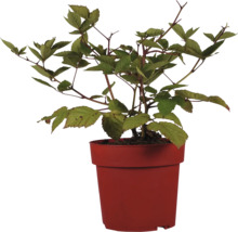 Brombeerpflanze im Topf