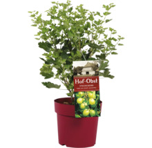 Stachelbeere im Topf