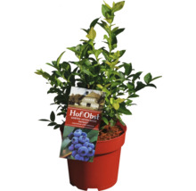 Gartenheidelbeere ''Patriot'' im Topf