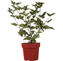 Blutblättrige Blasenspiere im Topf