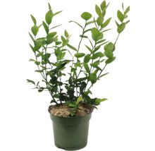 Blaubeerbusch in einem Topf