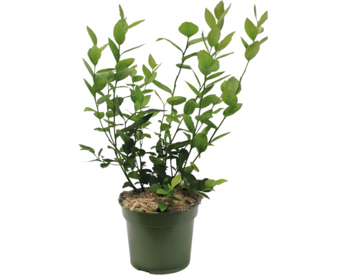 Blaubeerbusch in einem Topf