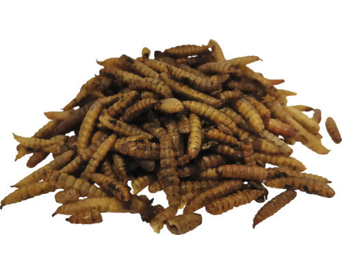 Getrocknete Soldatenfliegenlarven als Vogelfutter