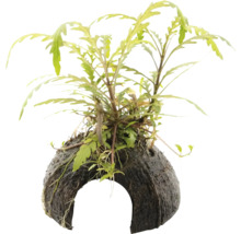 Aquarienpflanze auf Kokosnussschale