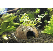 Fiederspaltiger Wasserfreund - Hygrophila pinnatifida Mini Cave ca. 10 x 10 x 16 cm