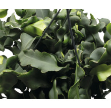 Hängepflanze mit gewellten Blättern in Nahaufnahme