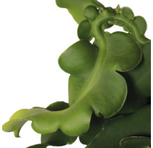 Detailaufnahme einer Epiphyllum-Pflanze mit ihren charakteristischen, grünen Blättern.